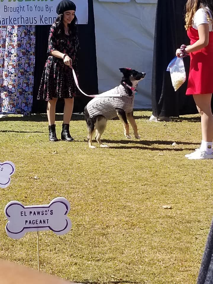 Woman with dog in sweater on leash, another person with a bag of treats; at an event with sign.