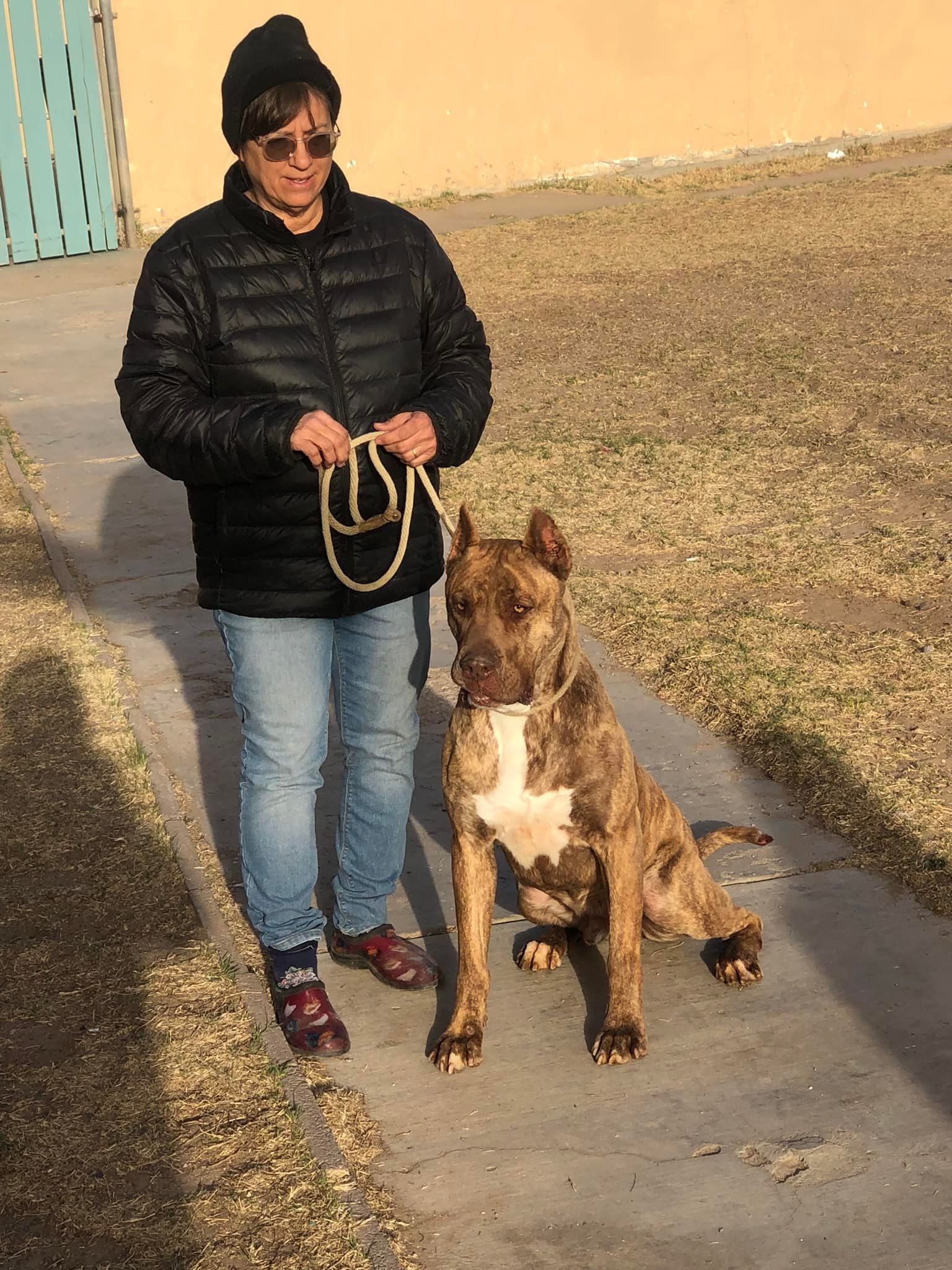 Woman in black jacket, hat, and jeans on leash with brindle dog.