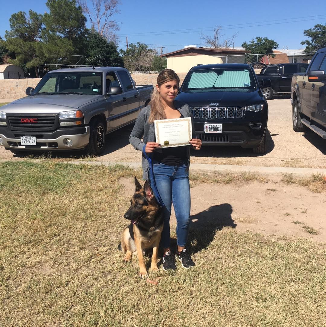 Woman with certificate and German Shepherd dog in front of parked cars.