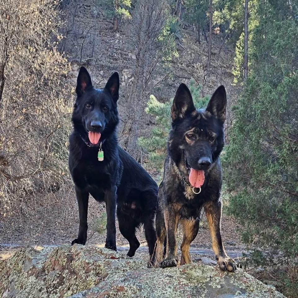 Two German Shepherds on a rock; one black, one brindle, both panting in a forest setting.