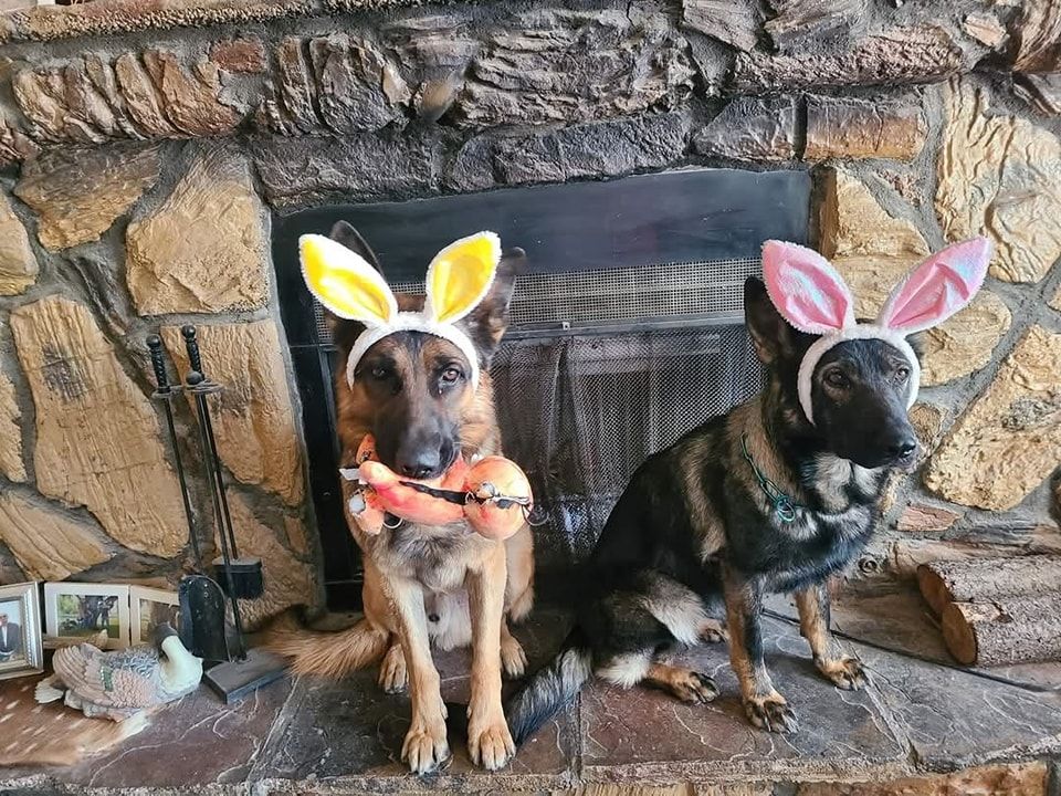 Two German Shepherds wearing bunny ears in front of a stone fireplace. One holds a carrot.