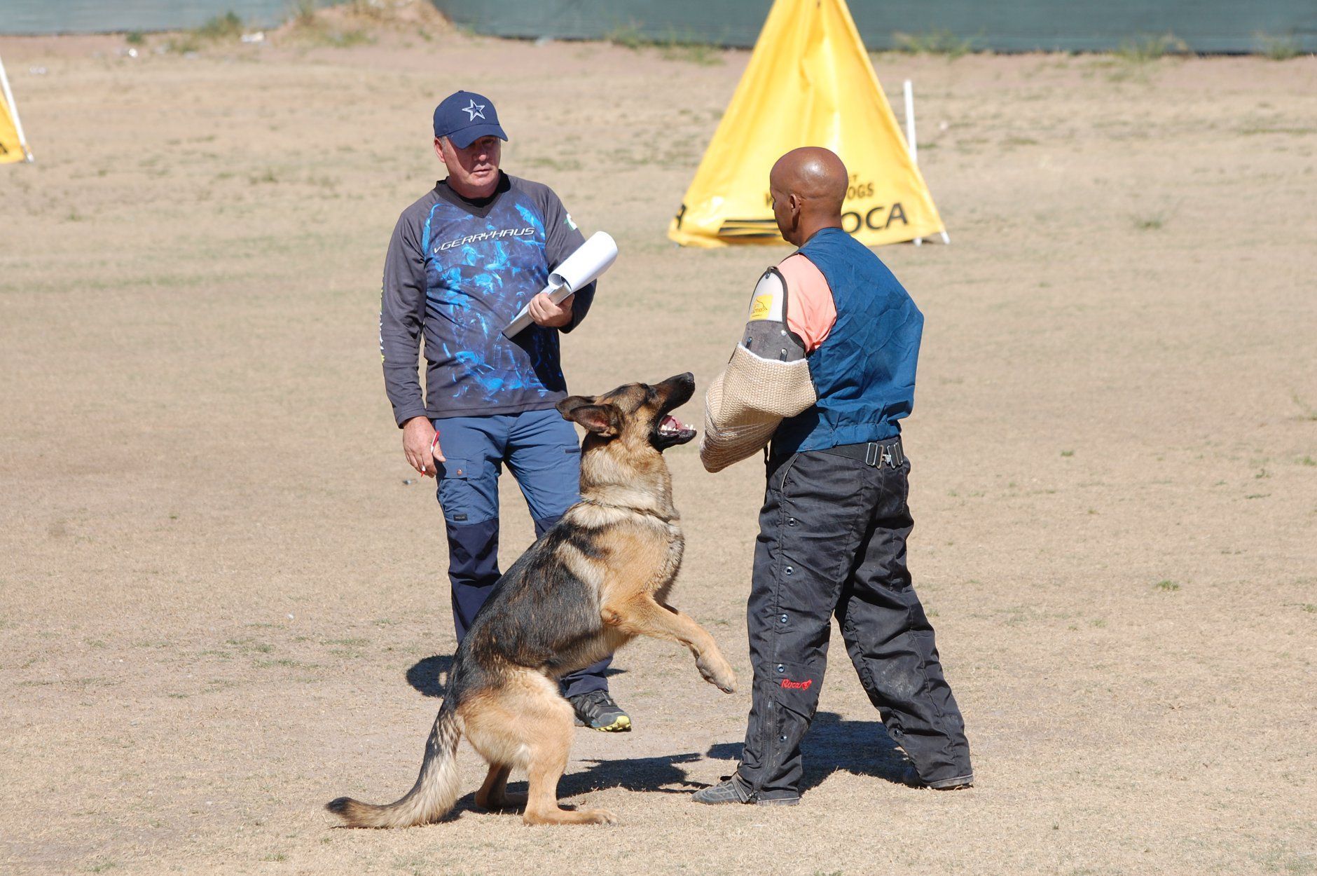 German Shepherd lunging at trainer in bite sleeve during training. Two men, outdoor setting.