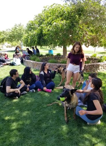Group of students with dogs in a park, chatting on the grass.