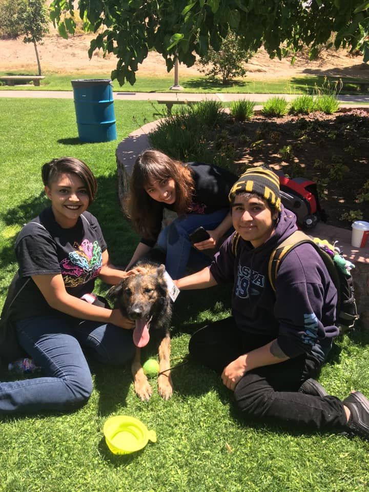 Three people petting a dog on grass; sunny outdoor park setting.