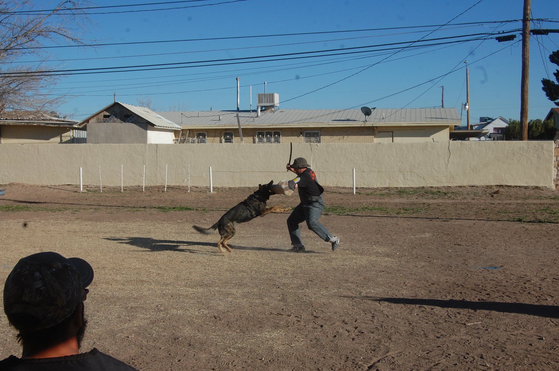 Dog leaping towards a person holding a stick in a dusty outdoor area, fence and buildings in the background.