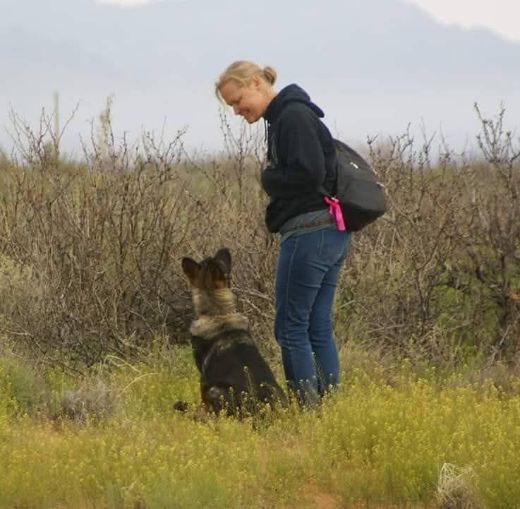 Woman in jeans and hoodie trains a German Shepherd dog outdoors, looking at the dog, overcast.
