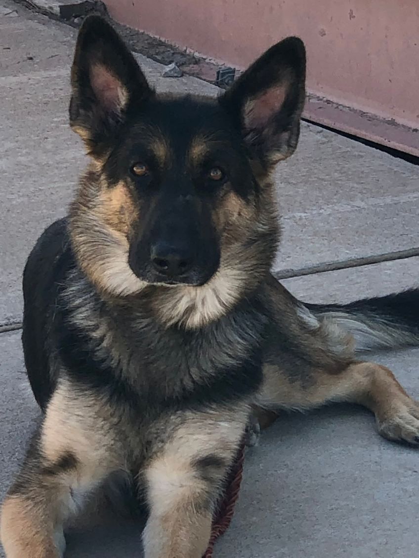German Shepherd dog with black and tan fur, resting on concrete.