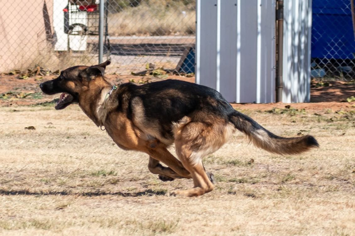 German Shepherd dog running fast in a grassy area. Black and tan coat, mouth open.