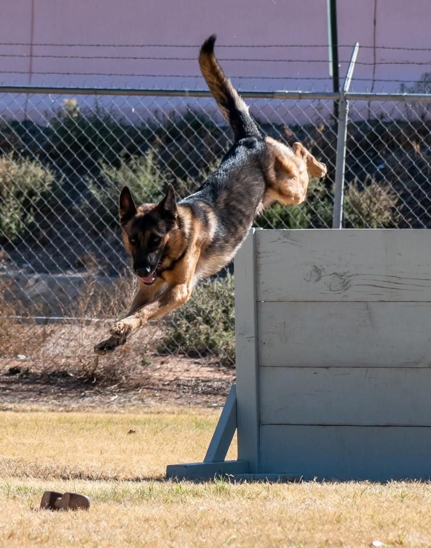 German Shepherd leaping over a wooden barrier on a grassy field, tail up, focused.