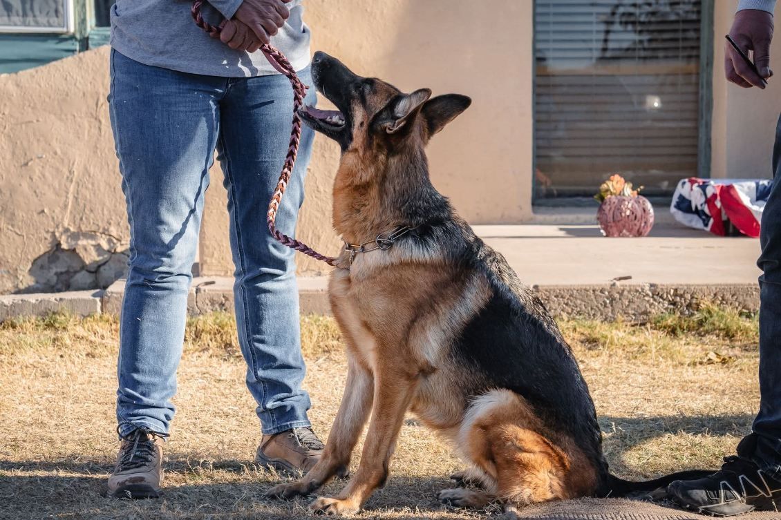 German Shepherd dog sits, looking up, on leash, near people.