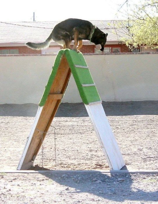German Shepherd dog on an A-frame agility obstacle, outdoors.