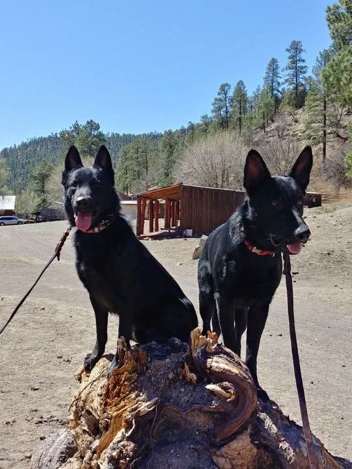 Two black dogs with red collars panting, perched on a log in a sunny outdoor setting.