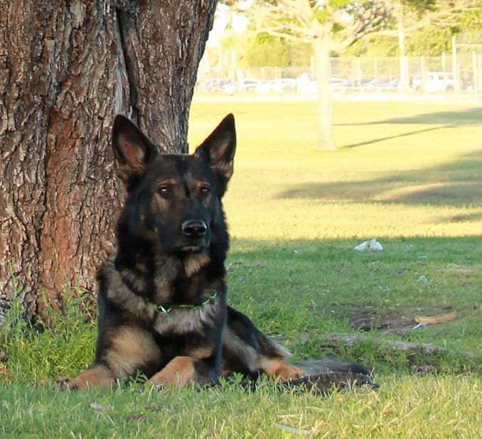 German Shepherd dog resting on grass, leaning against a tree in a park.