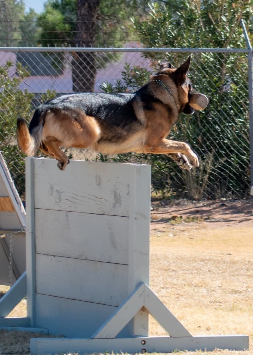 German Shepherd jumping over a white wooden obstacle, holding a toy in its mouth, outdoors.