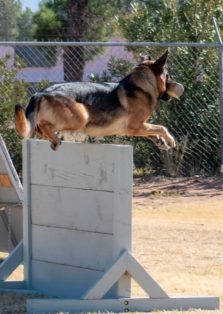 German Shepherd dog leaping over a white wooden barrier, with a bite object in mouth, outdoors.