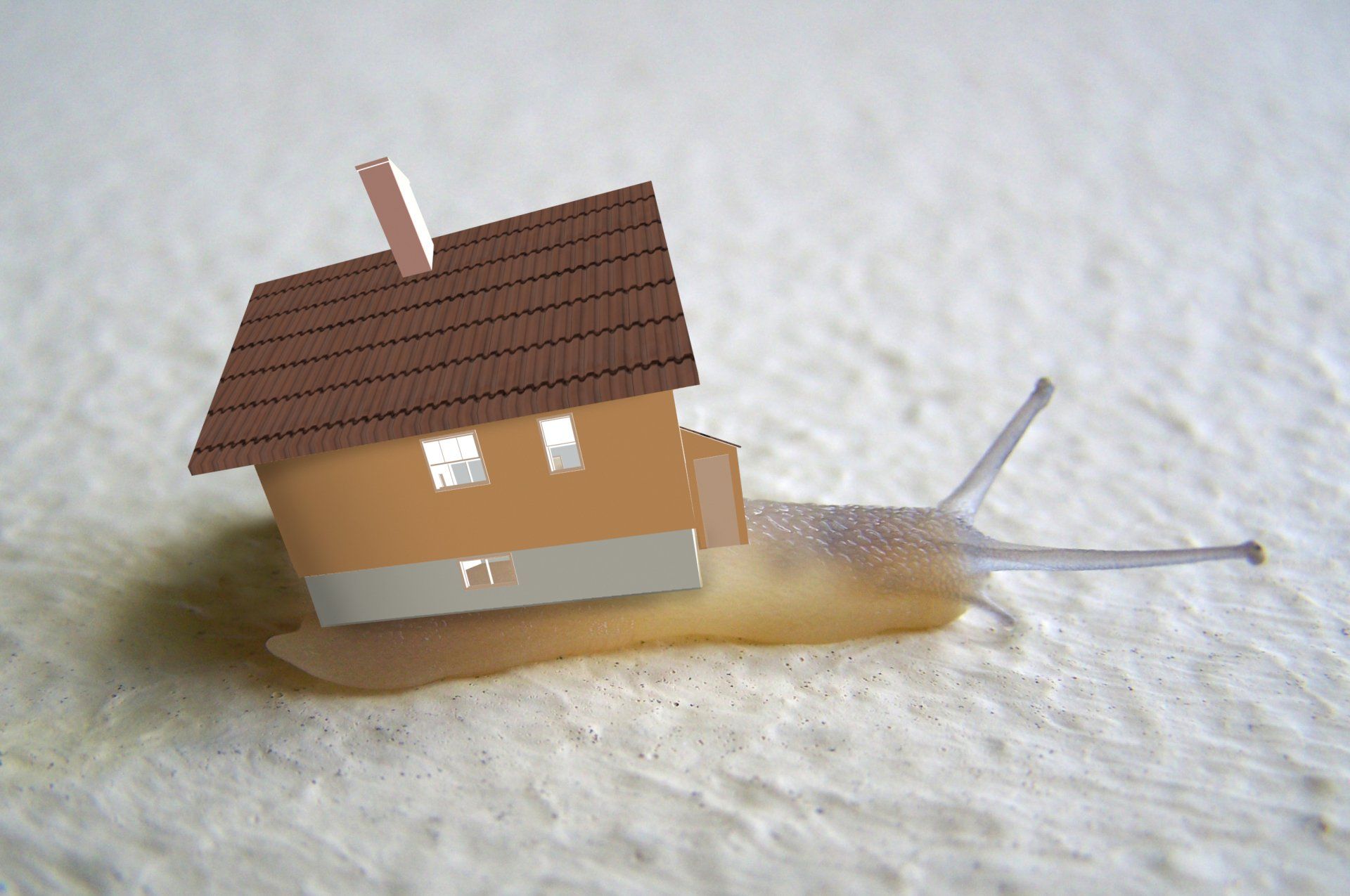 A snail is crawling on a piece of paper that looks like a house