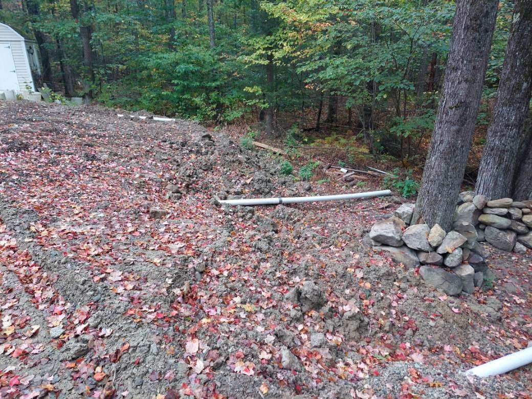 A pile of leaves is laying on the ground in the middle of a forest.