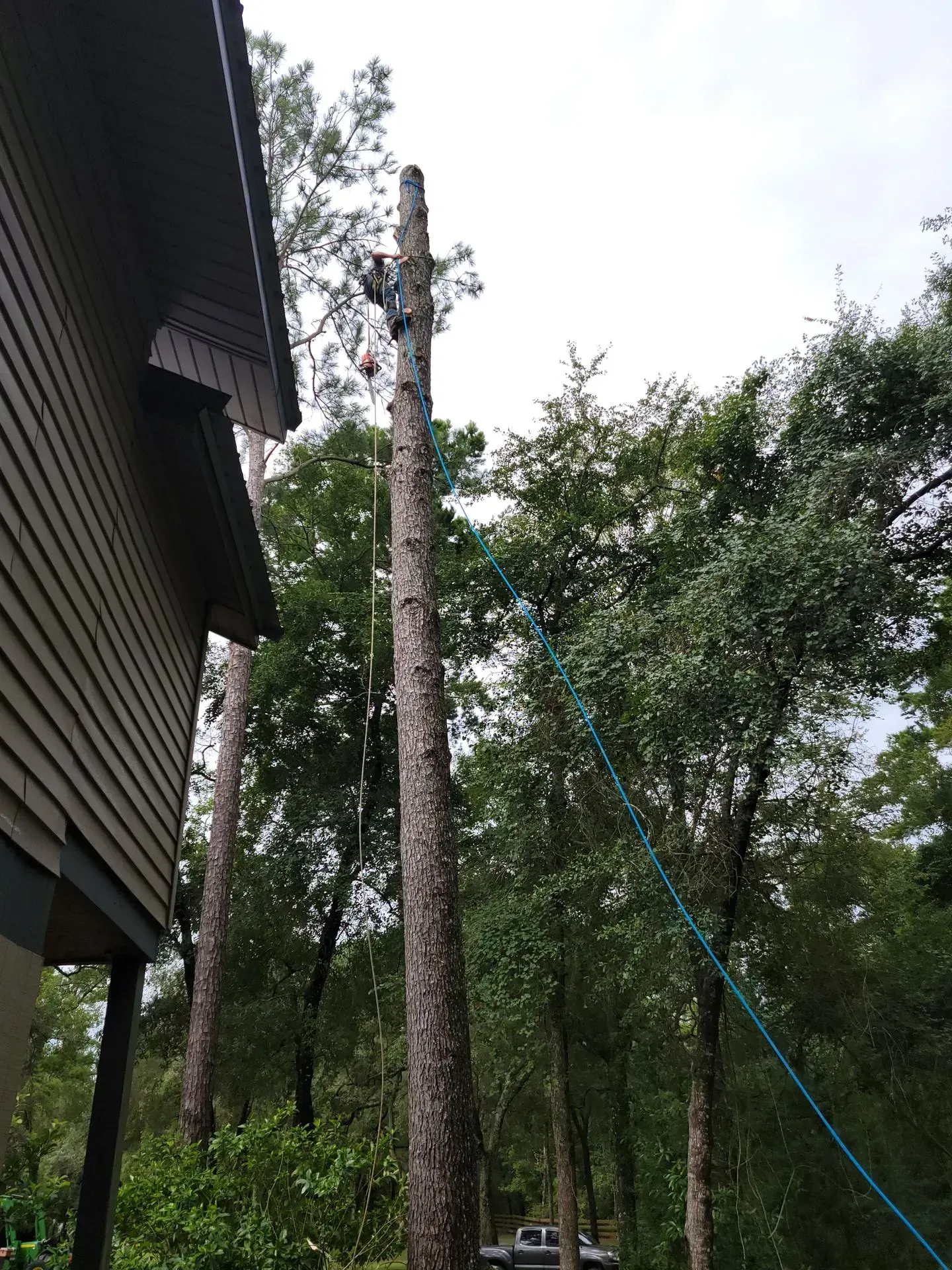 Tree being trimmed near a house; worker aloft, cutting limbs. Green trees and overcast sky.