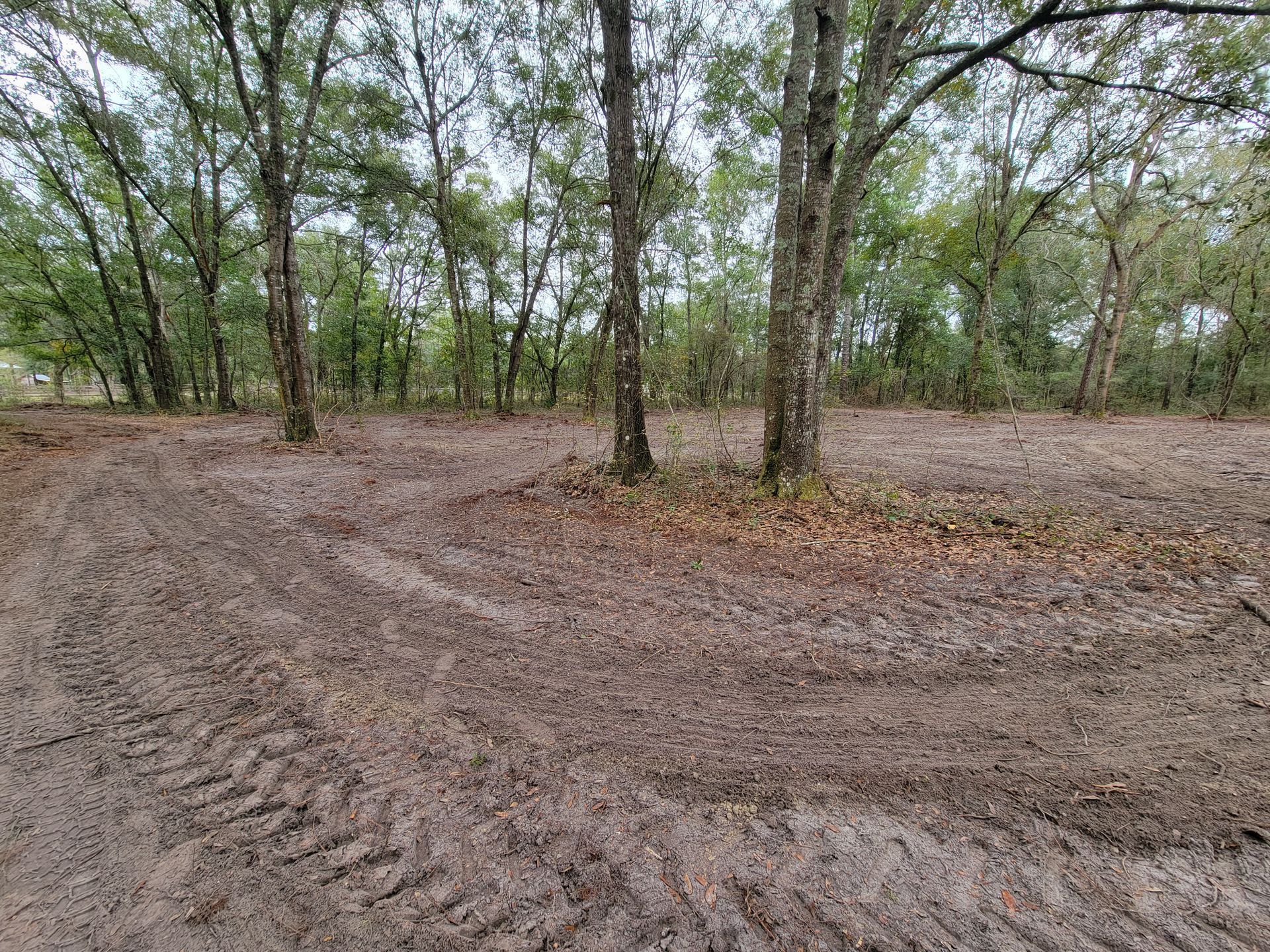 Muddy ground with tire tracks and trees in a wooded area.