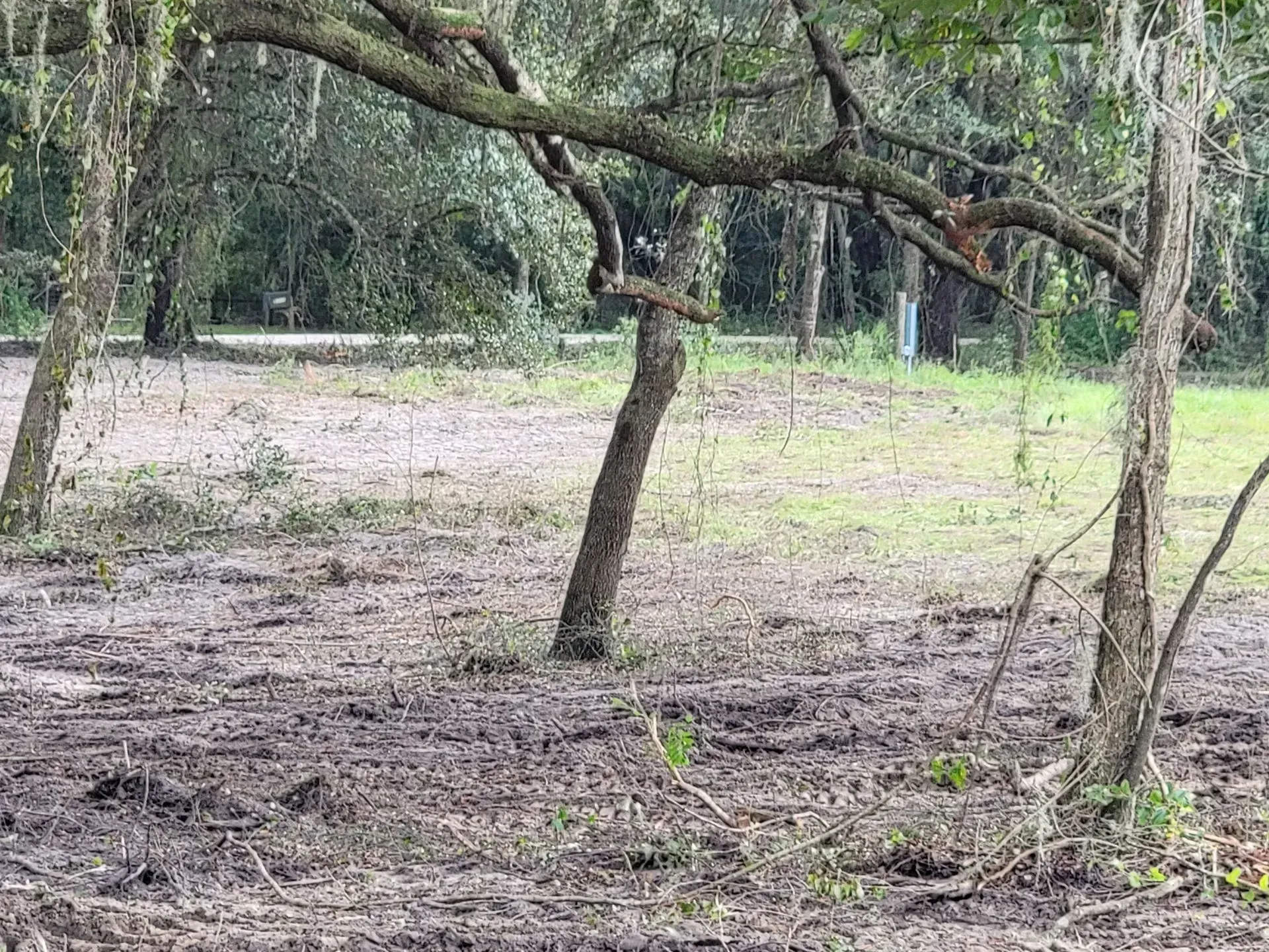 Muddy clearing with trees, some with Spanish moss; overcast day.