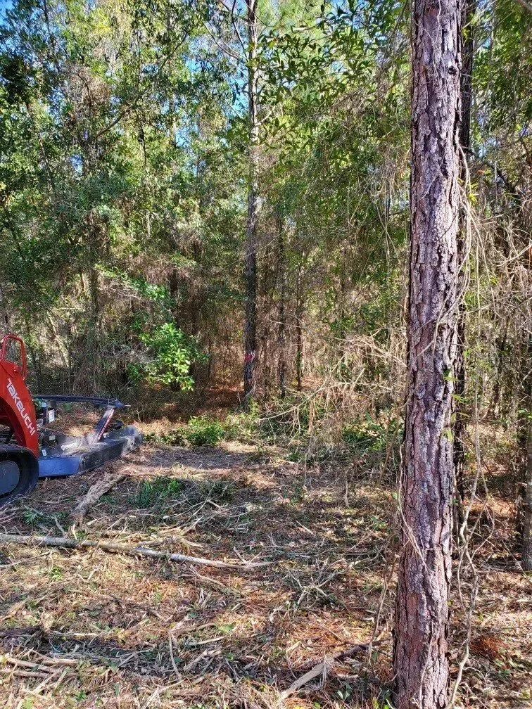 Clearing of wooded area, with a tree in foreground and equipment to the left.