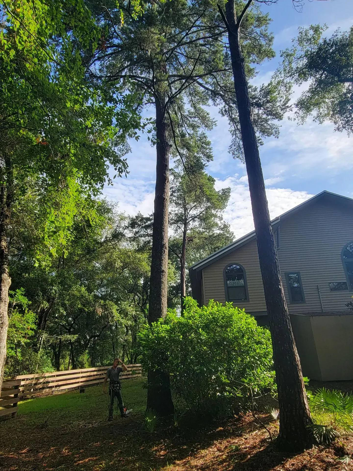 Person carrying wooden fence panels near a house and tall trees.