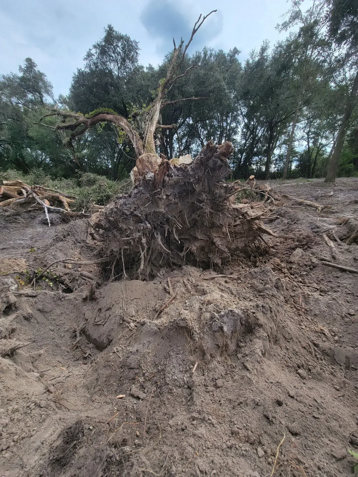 Uprooted tree with exposed roots on a hillside, dirt and fallen branches in the foreground, trees in the background.
