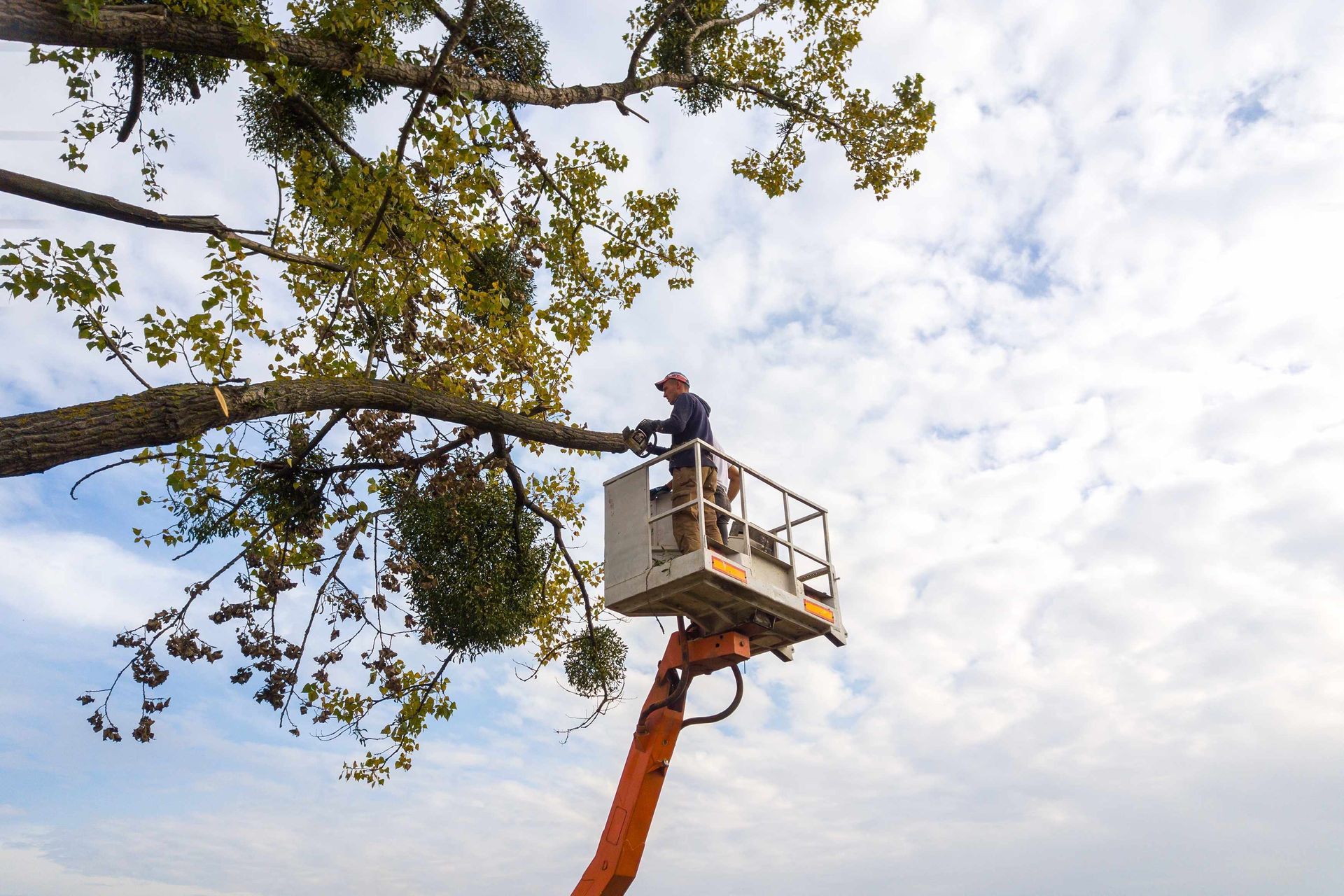 a man in a lift cutting a tree branch