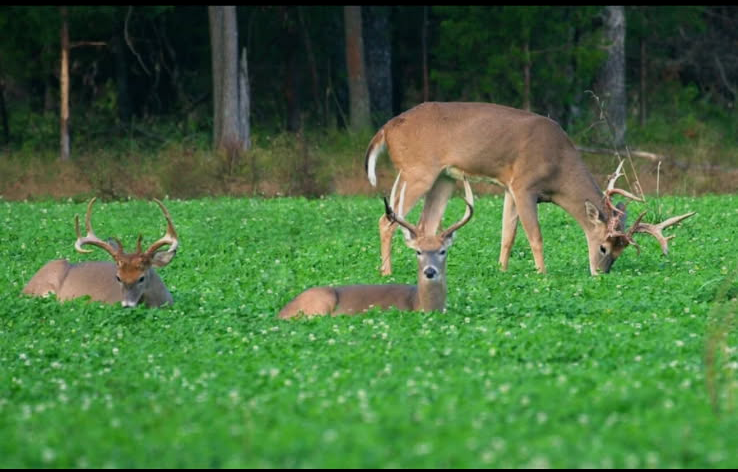 Three white-tailed deer in a green field: two resting, one grazing. Tall trees in background.