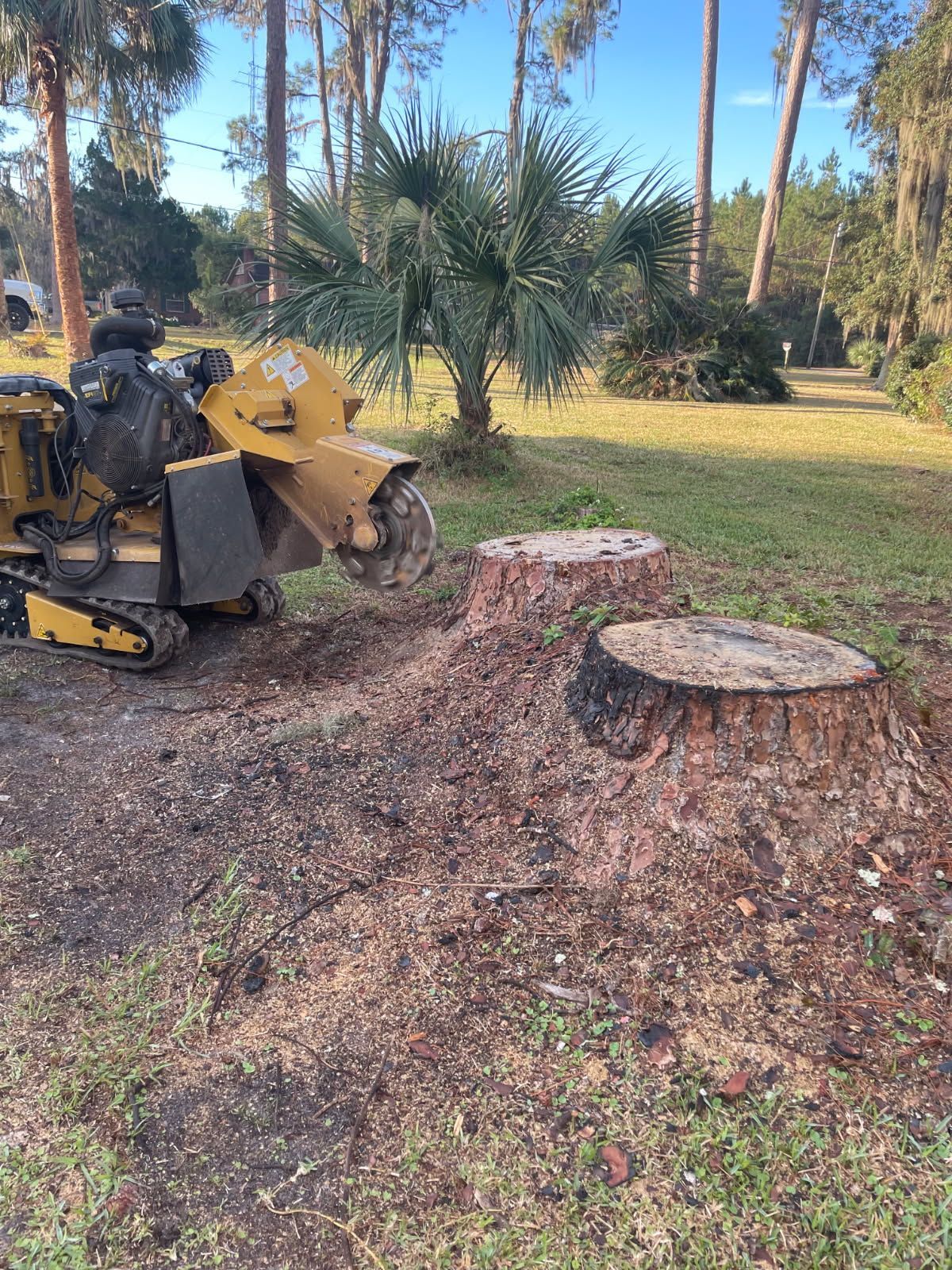 Stump grinder removing tree stumps in a yard; ground covered with wood chips.