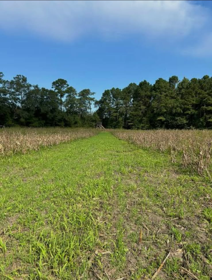 Green path through a field of brown crops and green grass, with a forest and blue sky in the background.