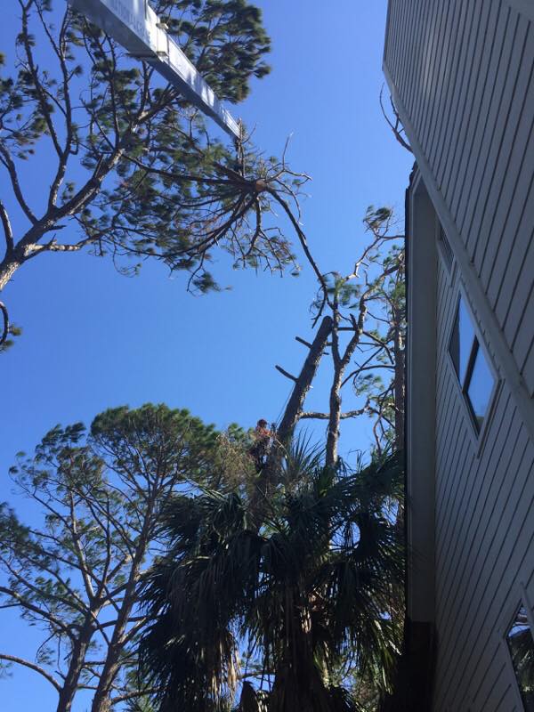Tree being removed with the help of machine