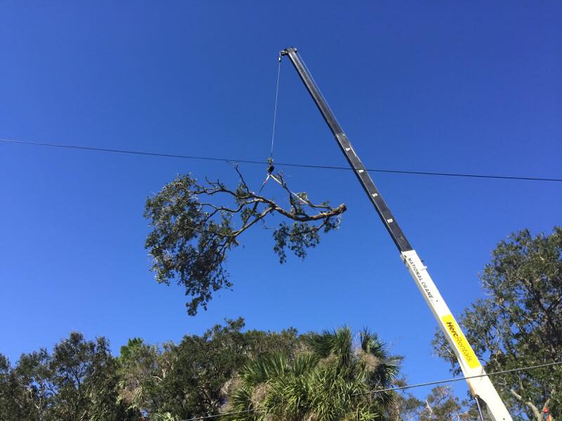 Tree being removed with the help of machine