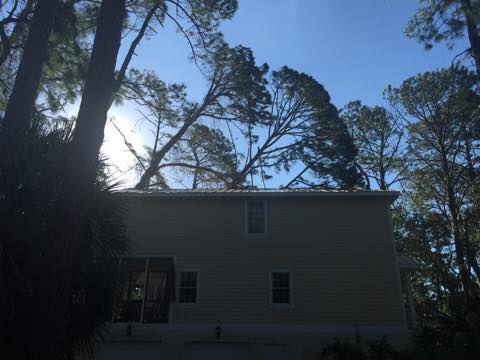 Tree removal in progress