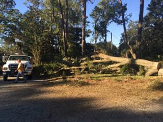 Tree removal in progress
