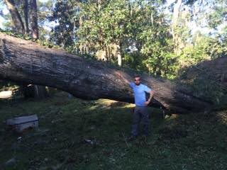 Tree removal in progress