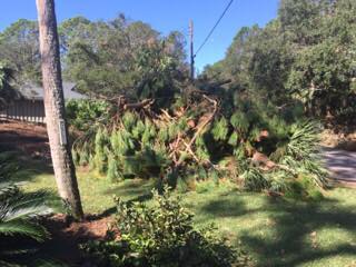 Tree removal in progress