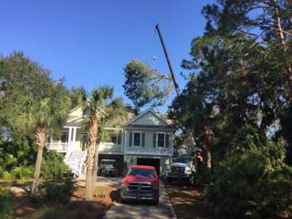 Tree removal in progress