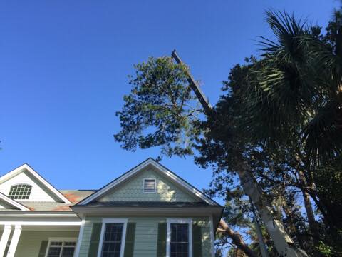 Tree removal in progress