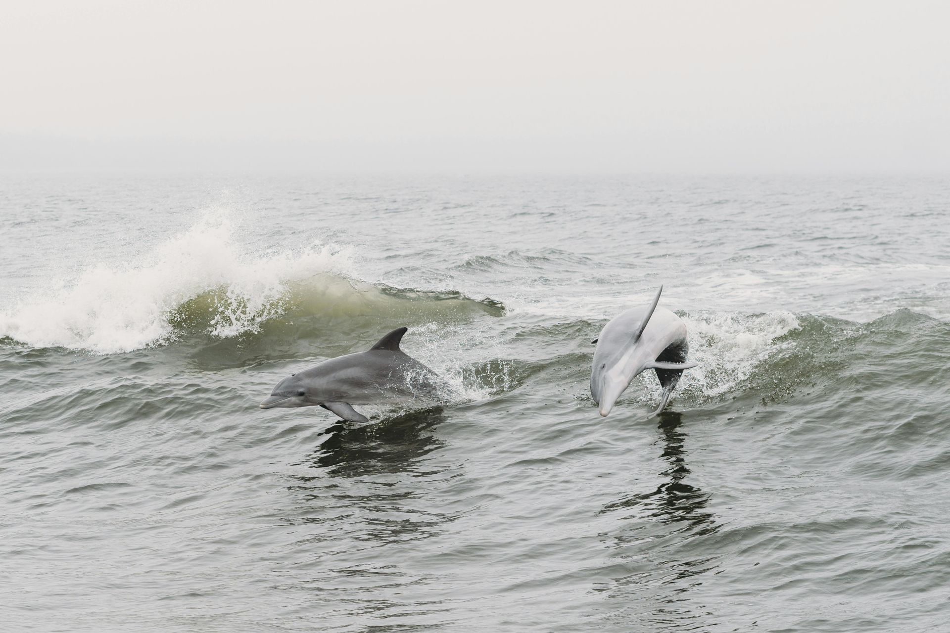 Gray dolphins swimming in ocean waves Norfolk VA