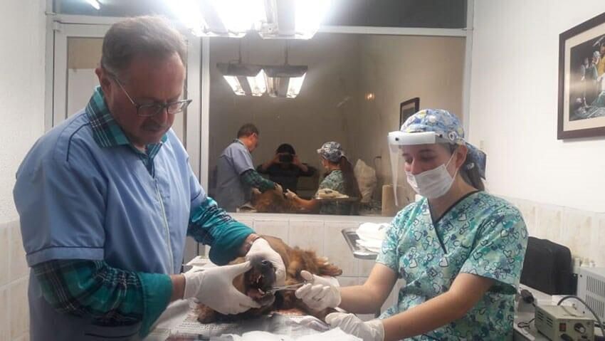 Orientación médica veterinaria