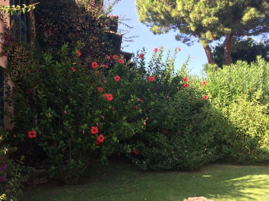 Giardino verde con cespugli e fiori