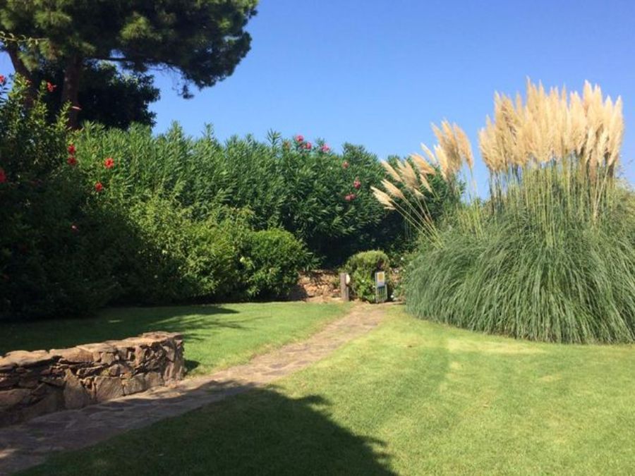 Giardino con erba verde e piante