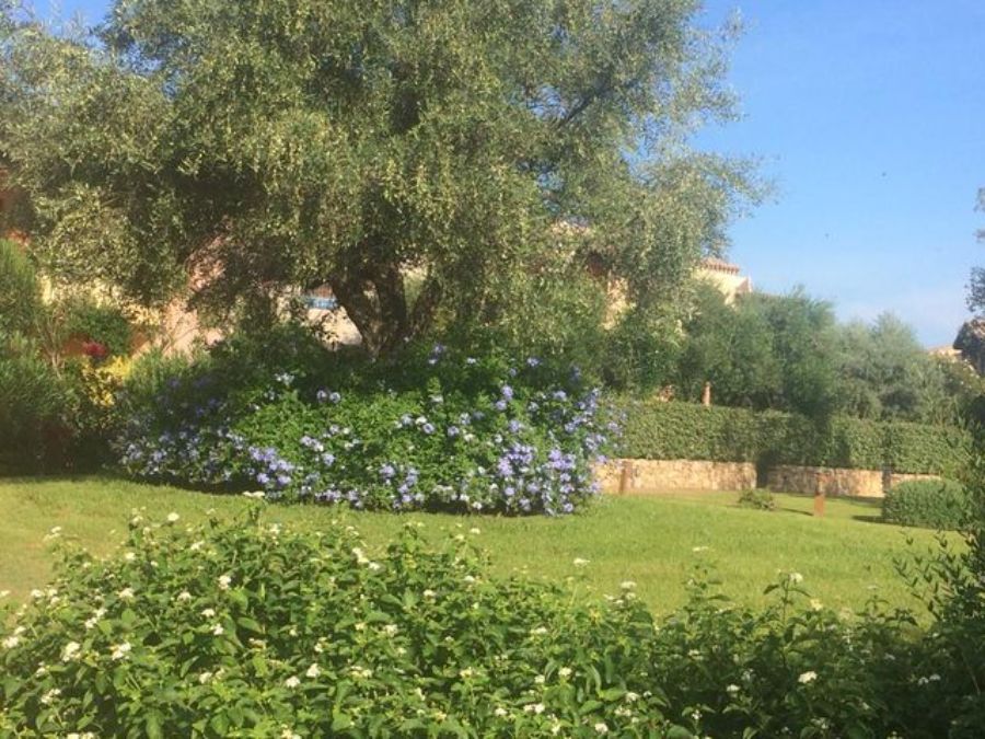 Prato verde con albero e piante