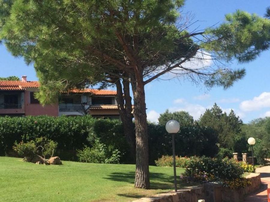 Prato verde con alberi e siepe