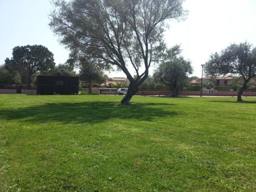 Prato verde con albero