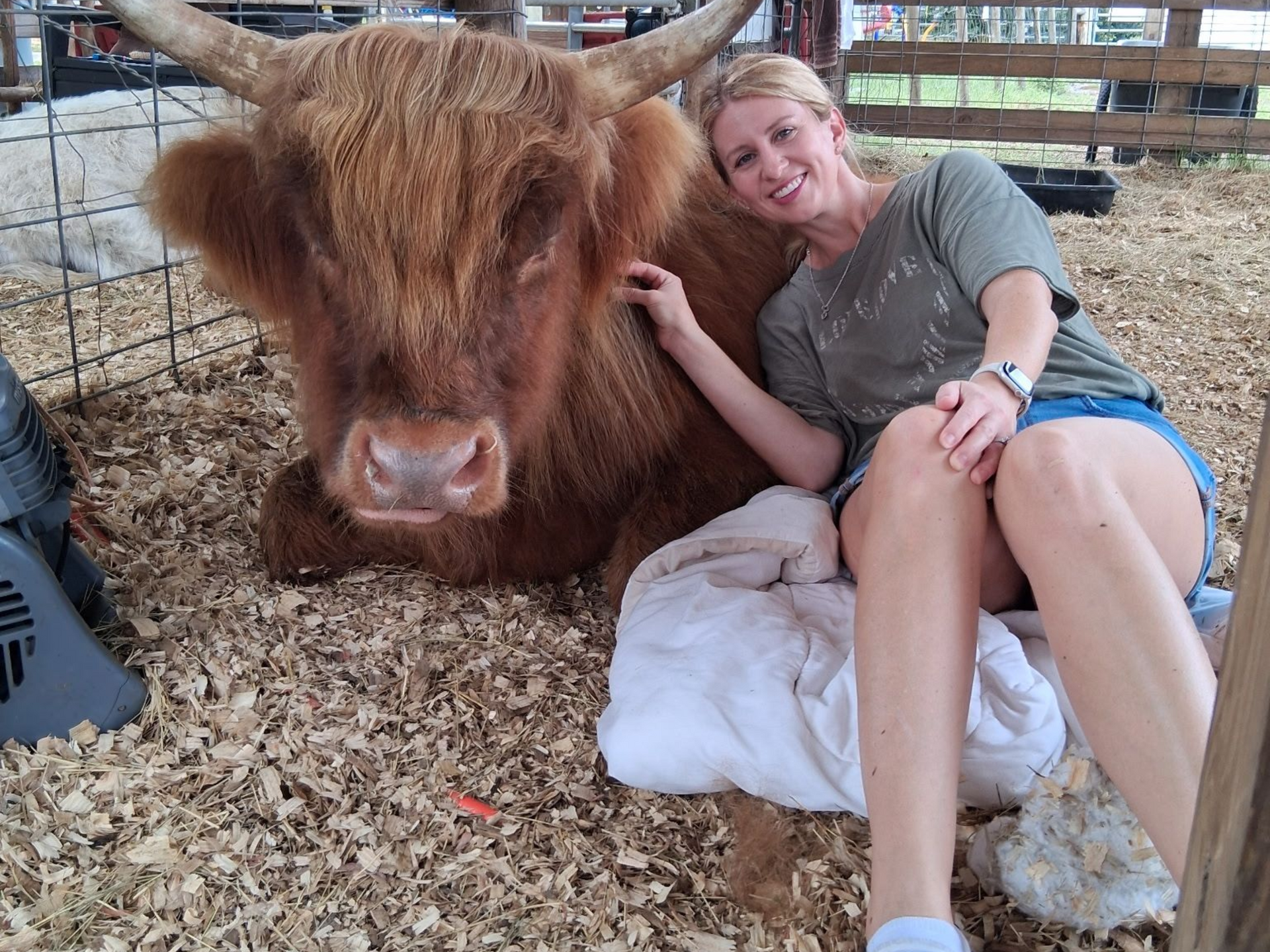 cow cuddle in Rooterville, Melrose