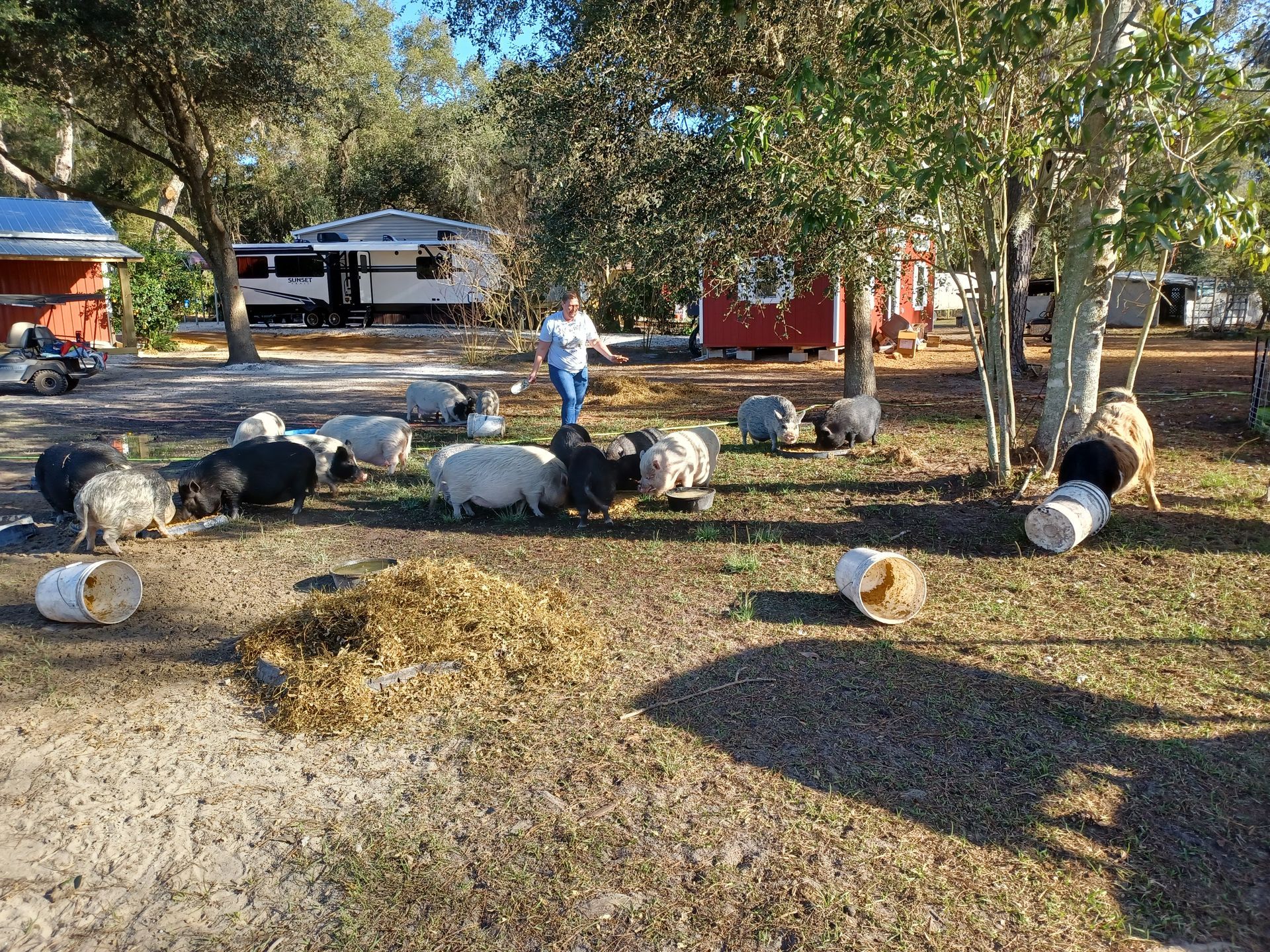 animals walking around on farm