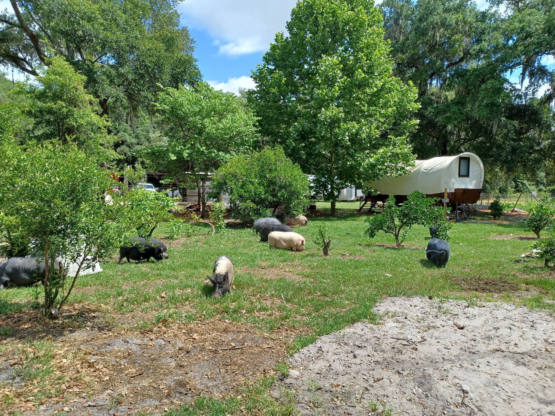 Pigs grazing in a grassy field with trees and a covered wagon in the background. Sunny day in a Florida animal farm