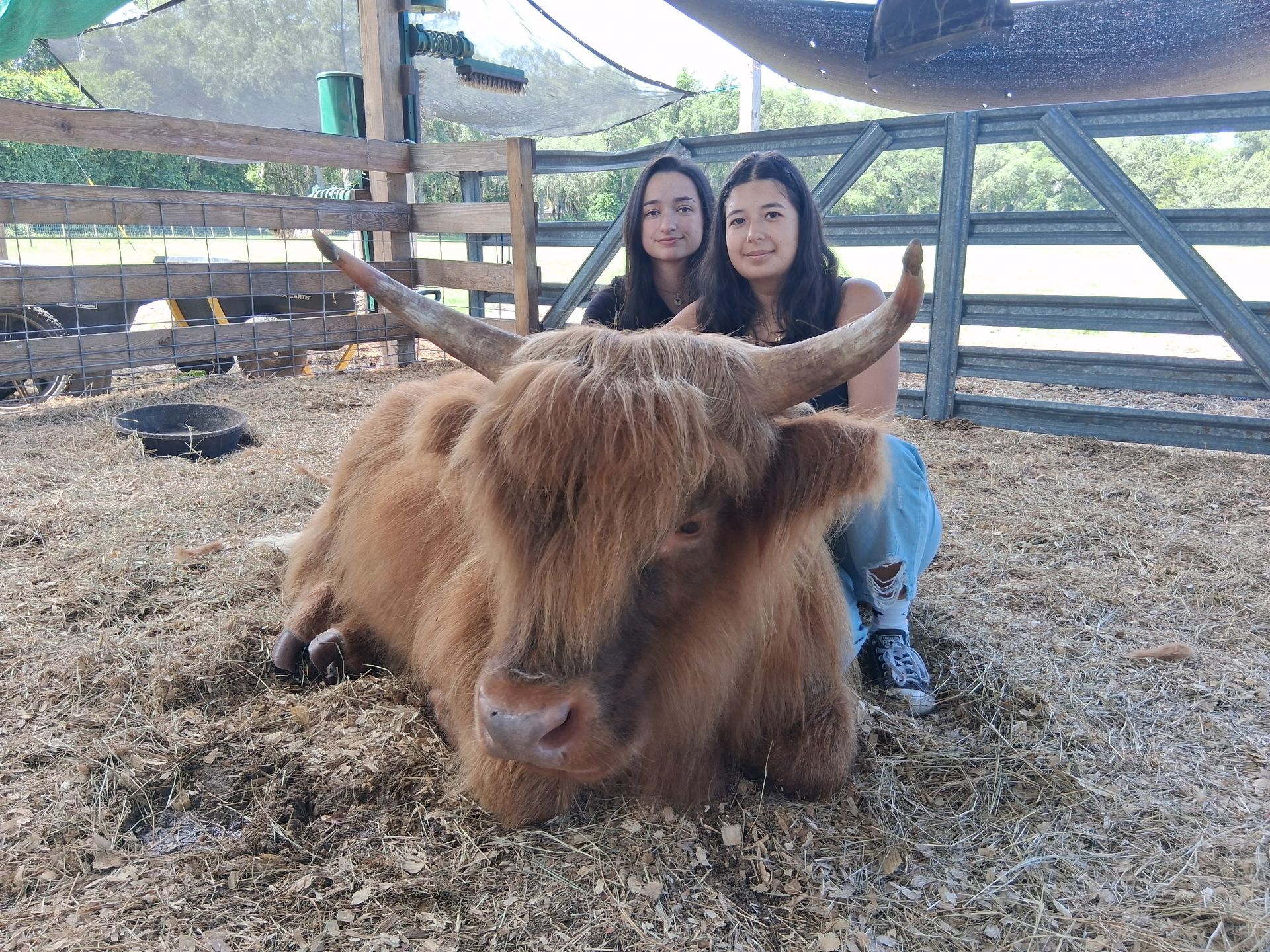 two young woman doing a cow cuddle with cow